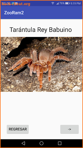 Especies de arañas screenshot