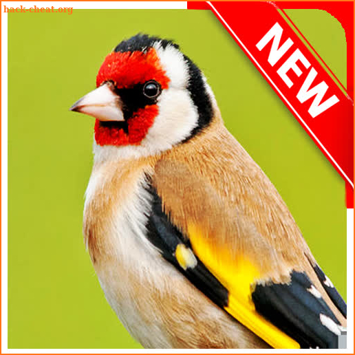 European Goldfinch Bird screenshot
