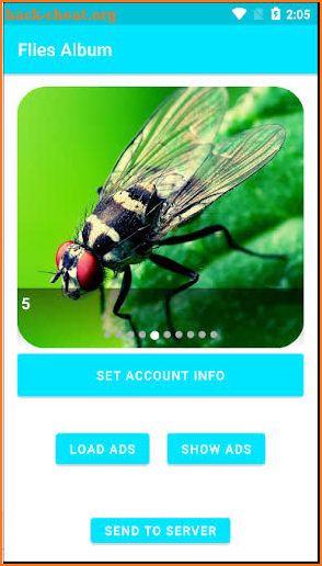 Flies Album screenshot