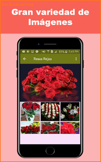 Flores y Rosas Rojas imágenes gratis screenshot