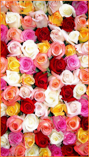 Flowers and roses Image HD Gif screenshot