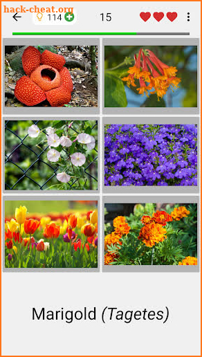 Flowers - Botanical Quiz about Beautiful Plants screenshot