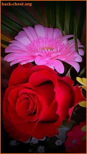 Flowers HD Wallpapers, Colorful Roses 4K Gif screenshot