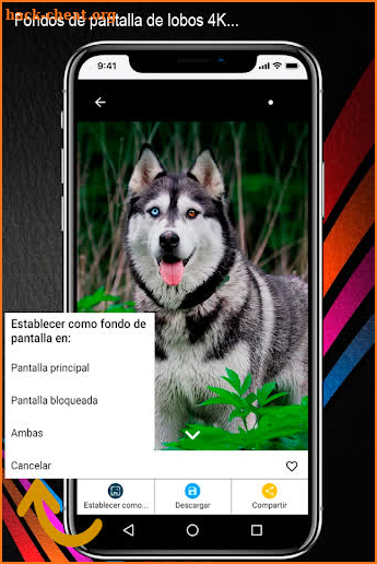 Fondos de Pantalla de Lobos 4K screenshot