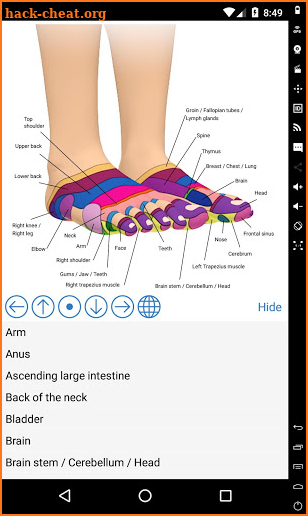 Foot Reflexology Chart screenshot