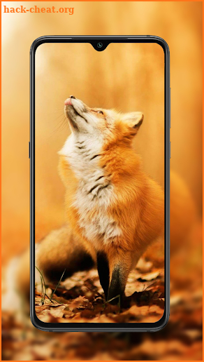 Fox Wallpaper screenshot