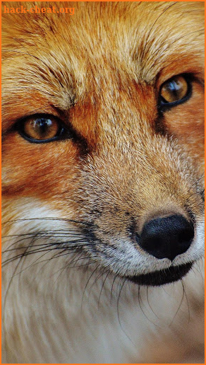 Fox Wallpapers: backgrounds hd screenshot