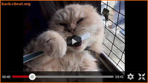 Funny Animal Videos: Cats Dogs screenshot