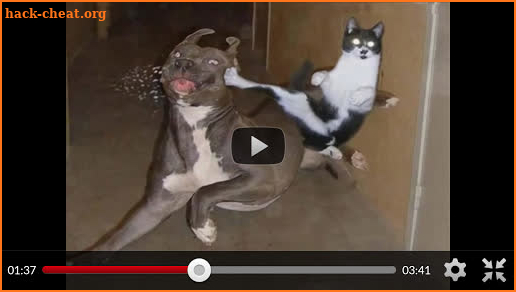 Funny Animal Videos: Cats Dogs screenshot