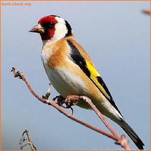 Goldfinch free screenshot
