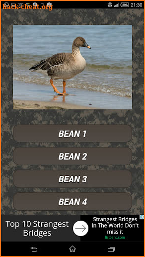 Goose hunting calls. Waterfowl hunting decoy screenshot