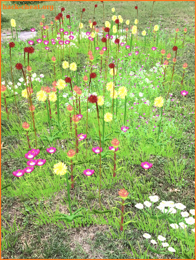Grass Flower Weed: SpringBloom screenshot
