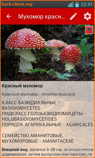 Грибы Беларуси screenshot