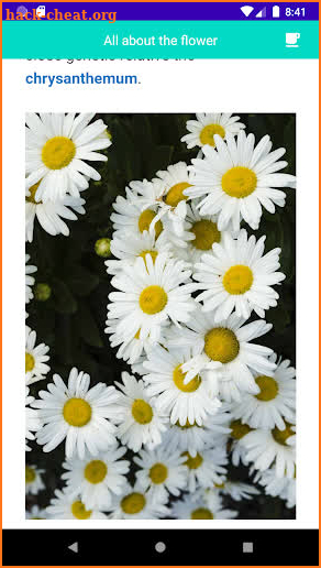 Grow Daisies Flower screenshot