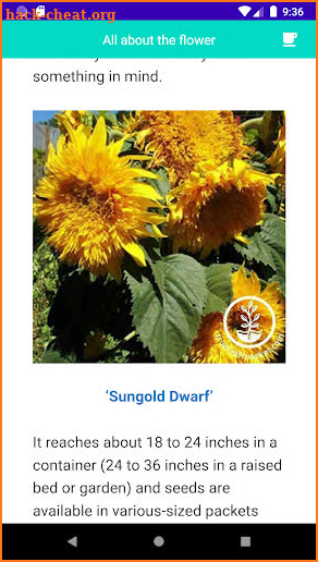 Grow Sunflowers screenshot