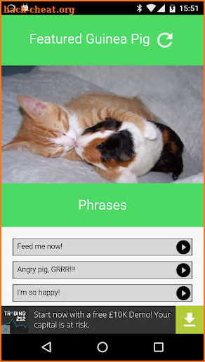 Guinea Pig Communicator screenshot