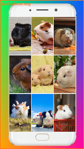 Guinea Pig Wallpaper screenshot