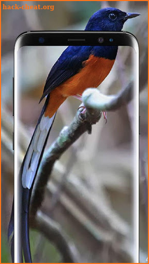 HD Bird Wallpapers screenshot