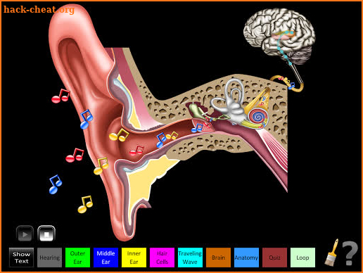 Hearing Anatomy screenshot