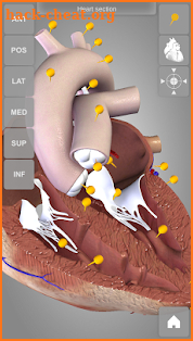 Heart 3D Anatomy screenshot