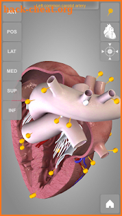 Heart 3D Anatomy screenshot