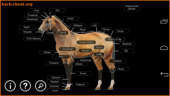 Horse Anatomy: Equine 3D screenshot