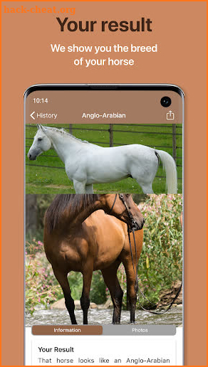 Horse Scanner – Horse Breed Identification screenshot