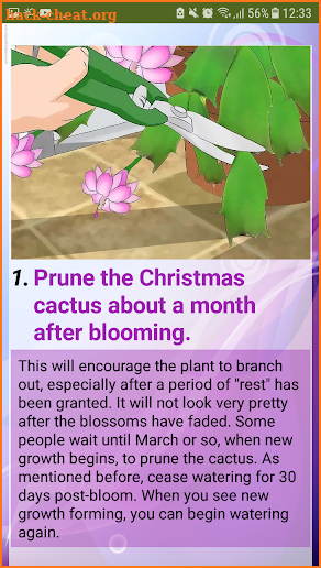 How to Care for a Christmas Cactus screenshot