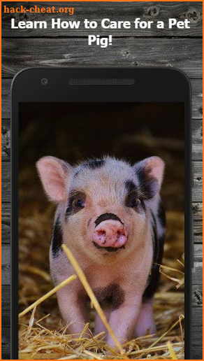 How to Take Care of a Pet Pig screenshot