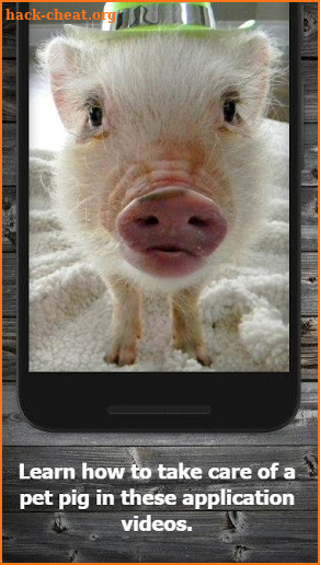 How to Take Care of a Pet Pig screenshot