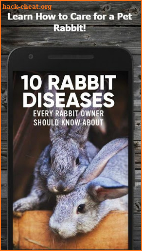 42 Top Images Pet Rabbit Care : Rabbit Pet Sitting (Guide & Tips) | Fairmount Pet Service