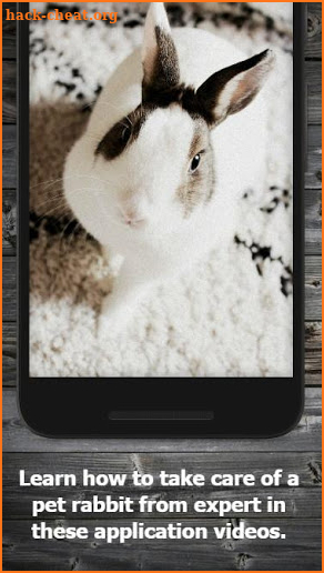 How to Take Care of a Pet Rabbit screenshot