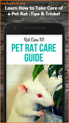 How to Take Care of a Pet Rat screenshot