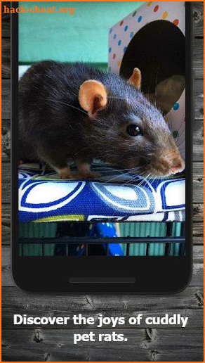 How to Take Care of a Pet Rat screenshot