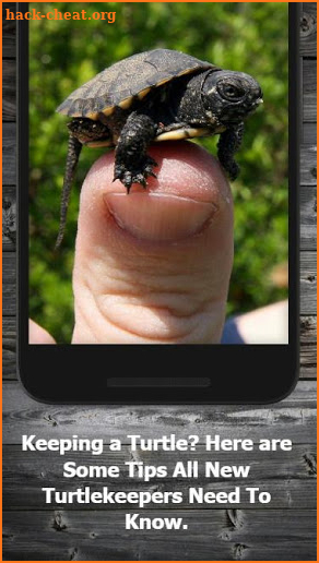 How to Take Care of a Pet Turtle screenshot