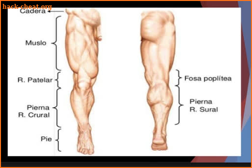 Human Anatomy in 3D. The human body screenshot