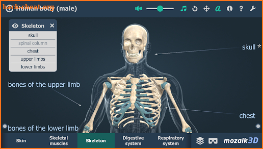Human body (male) educational VR 3D screenshot