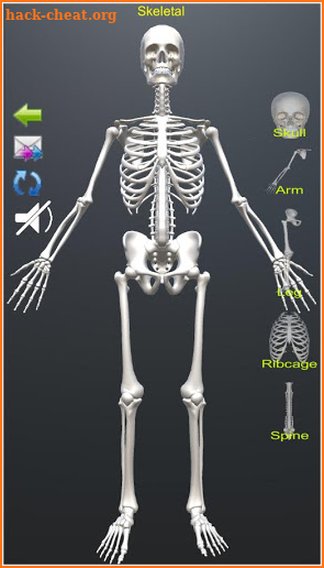 Human Skeletal System 3D screenshot