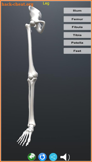 Human Skeletal System 3D screenshot