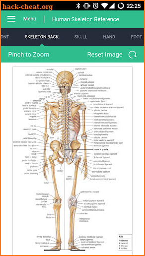 Human Skeleton Reference Guide screenshot