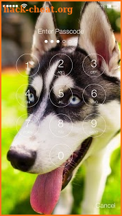 Husky Lock Screen Wallpaper Password Pin screenshot