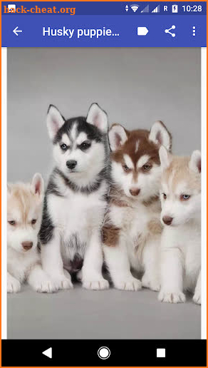 Husky puppies Wallpapers screenshot