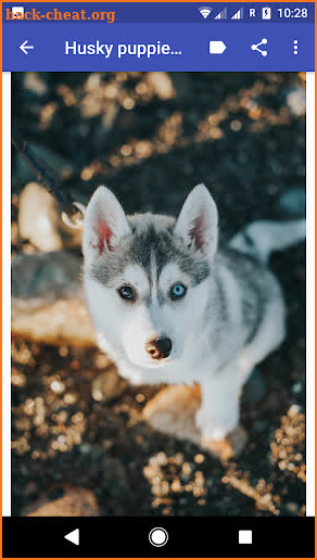 Husky puppies Wallpapers screenshot