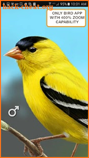 iBird Yard Plus Guide to Birds screenshot