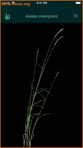 Idaho Grasses screenshot