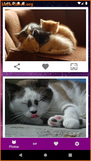 Infinicat - cute cat photos, GIFs and wallpapers screenshot
