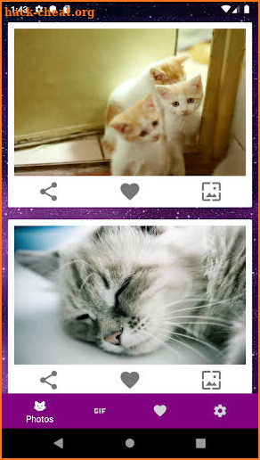 Infinicat - cute cat photos, GIFs and wallpapers screenshot