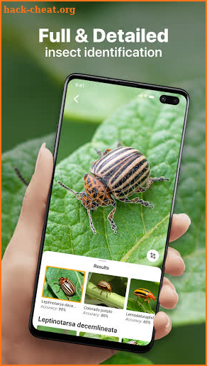 Insect identification: Bug identifier - Bug finder screenshot