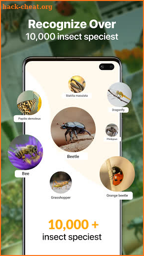 Insect identification: Bug identifier - Bug finder screenshot