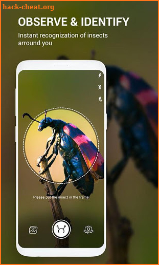 Insect identifier App by Photo, Camera 2020 screenshot